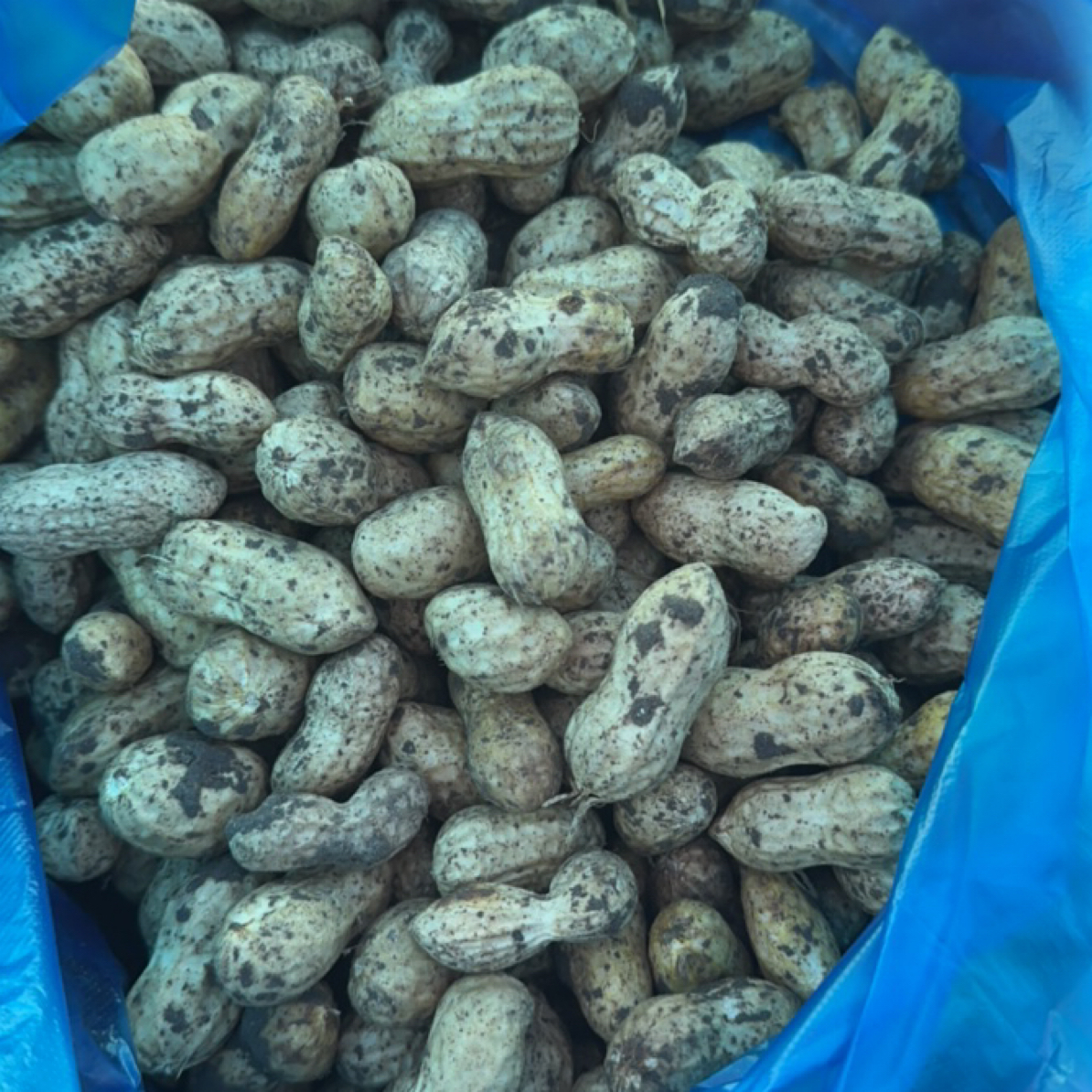 新鲜带壳湿花生现挖现发农户自种可水煮带泥带土