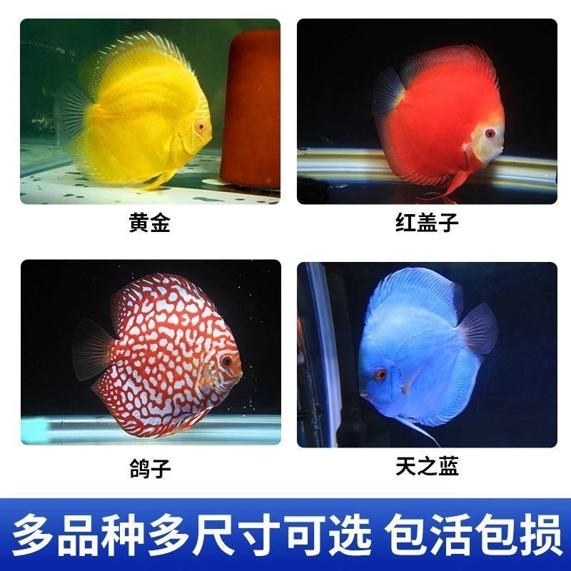 七彩神仙鱼热带淡水观赏鱼苗多种花色招财好养包邮包损