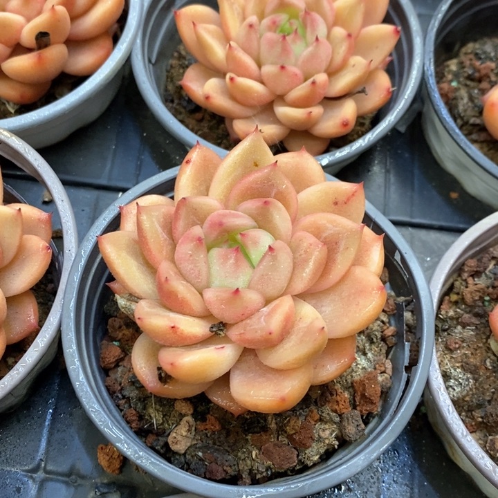 113。星空珍妮。单头。