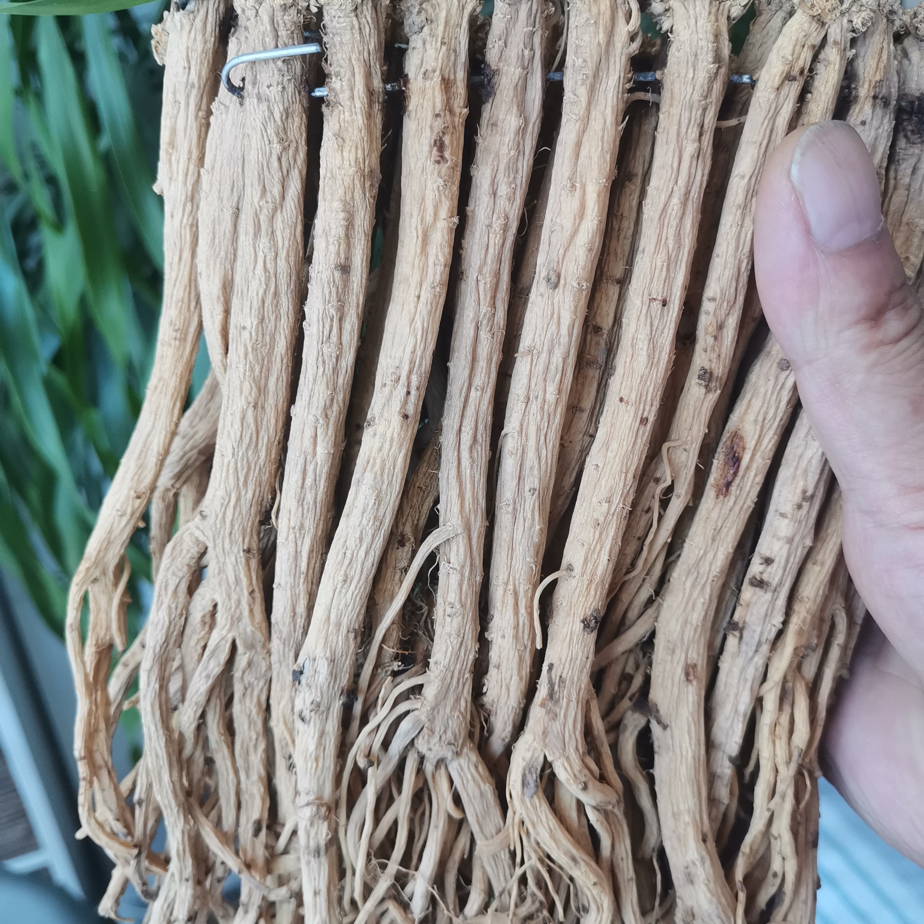 甘肃种植白条党参250g~500g包邮