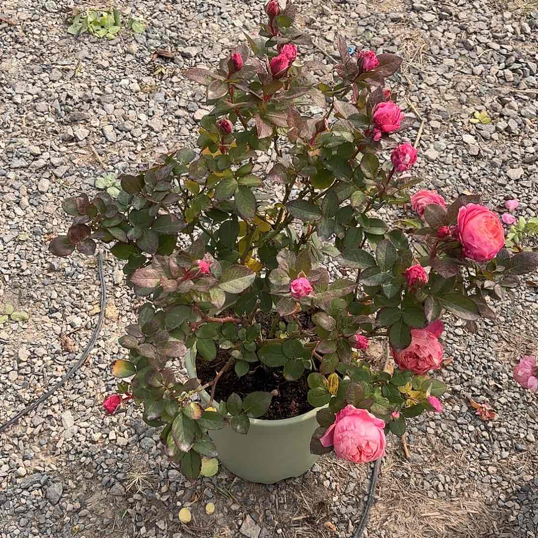 方***3狼家星辰3加仑根接