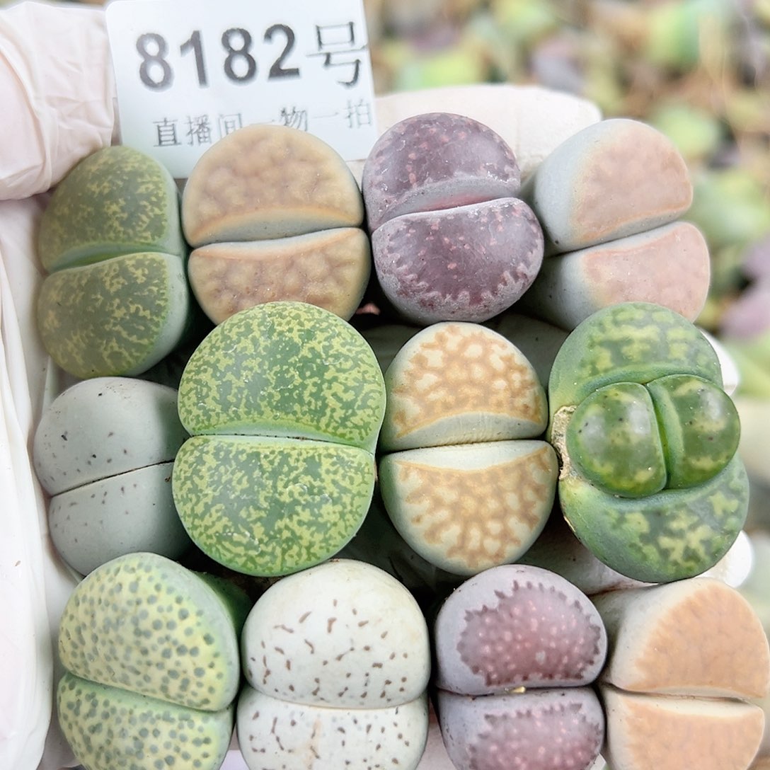 8182 好养易活生石花大母本12个2-2.5cm