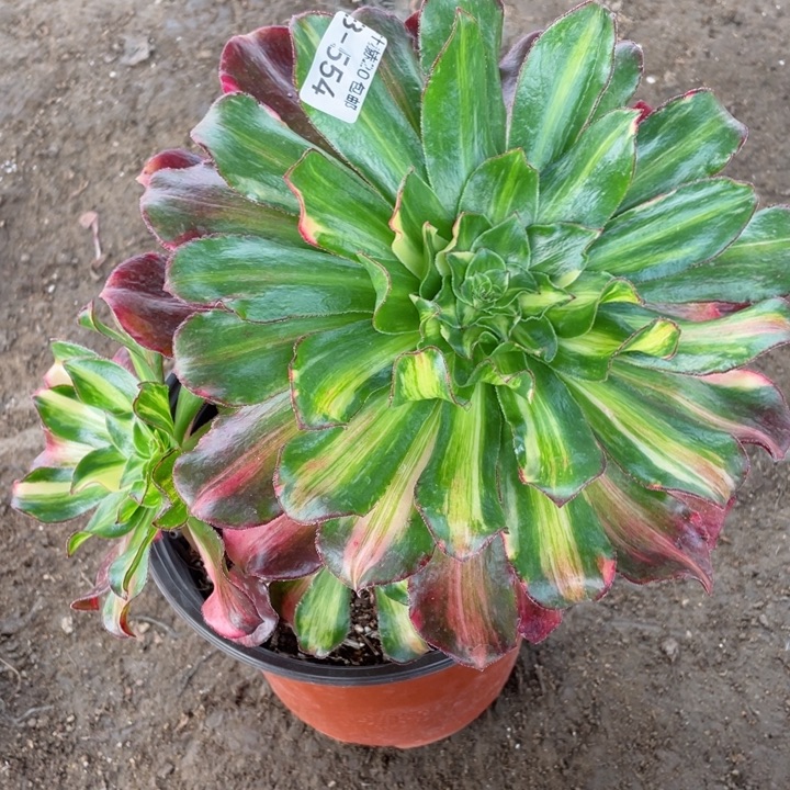 554魅影中班七彩多肉123446789