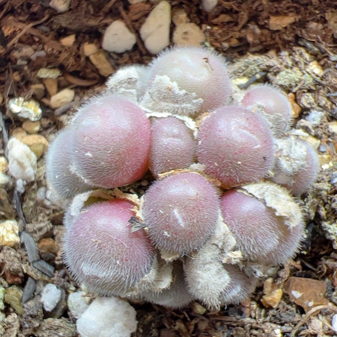 【闪购商品】143 毛球