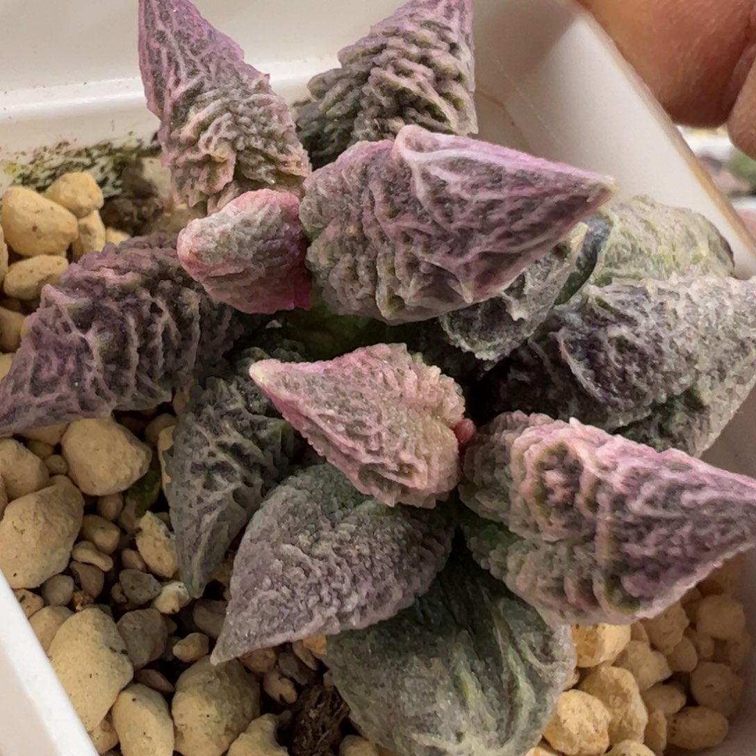 倒刺融冰水泡多肉植物水泡