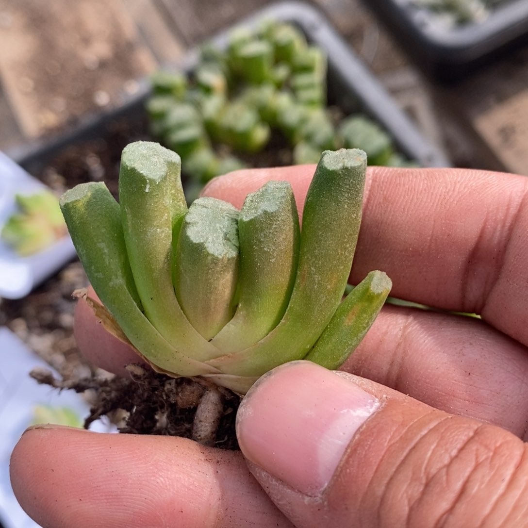 1793 一颗玉扇福利。