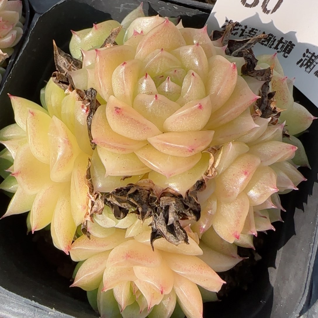 花语逸境0117-80散麦秆