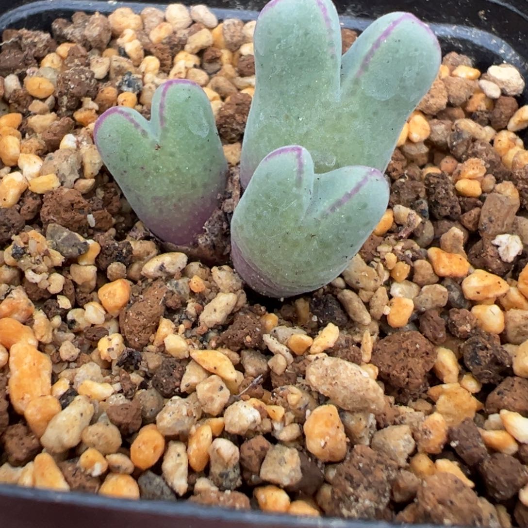 9-04肉锥多肉植物，