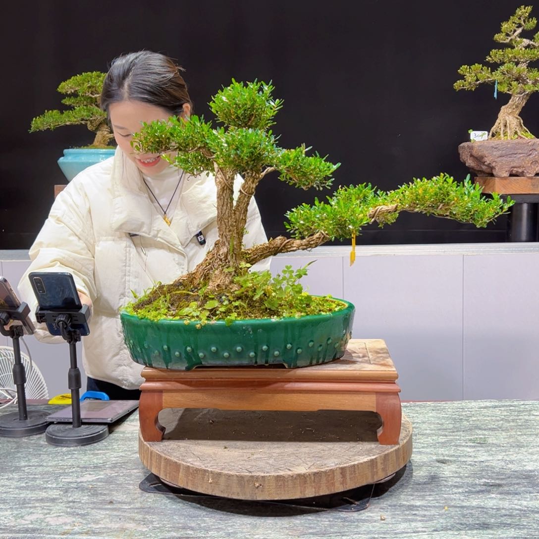 四季常青老桩黄杨盆景