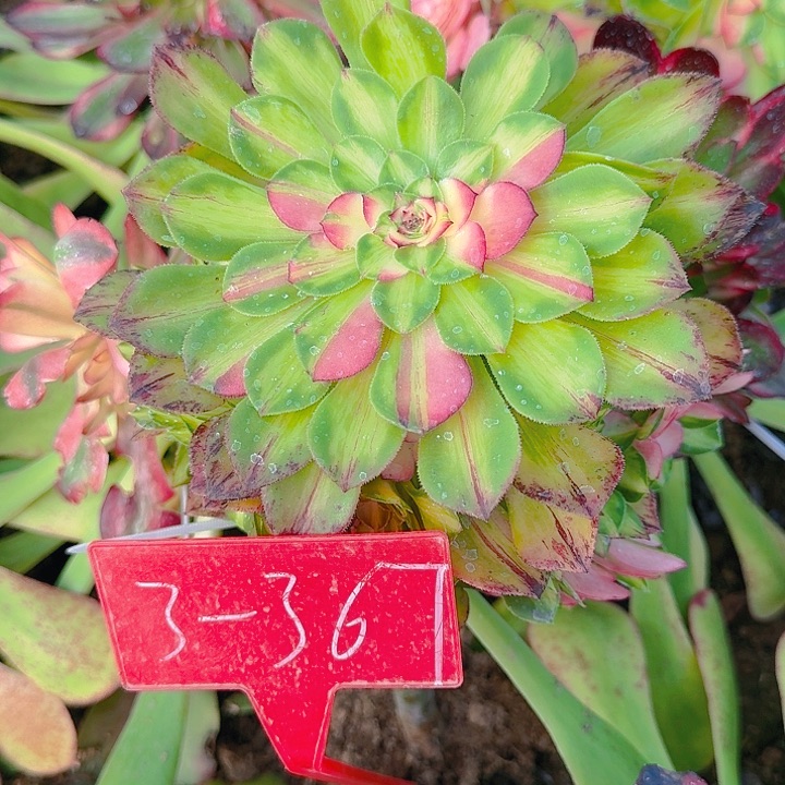 3-367知否多肉法师