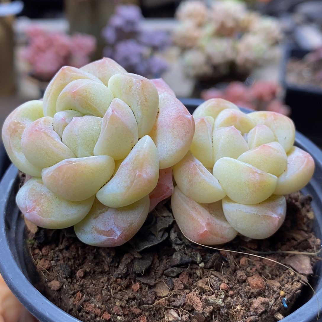 239 白冰玉不包整8 厘米