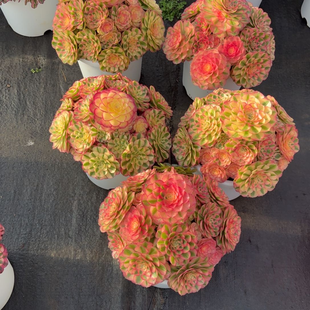 竹***无花朵xnxnxndnddndnn