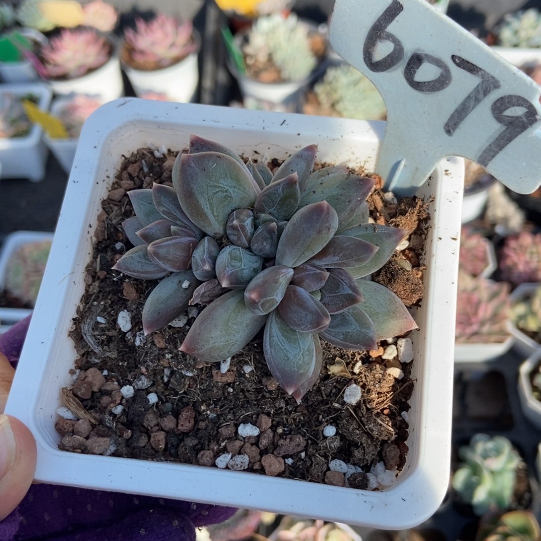 6079重楼多肉植物了多肉