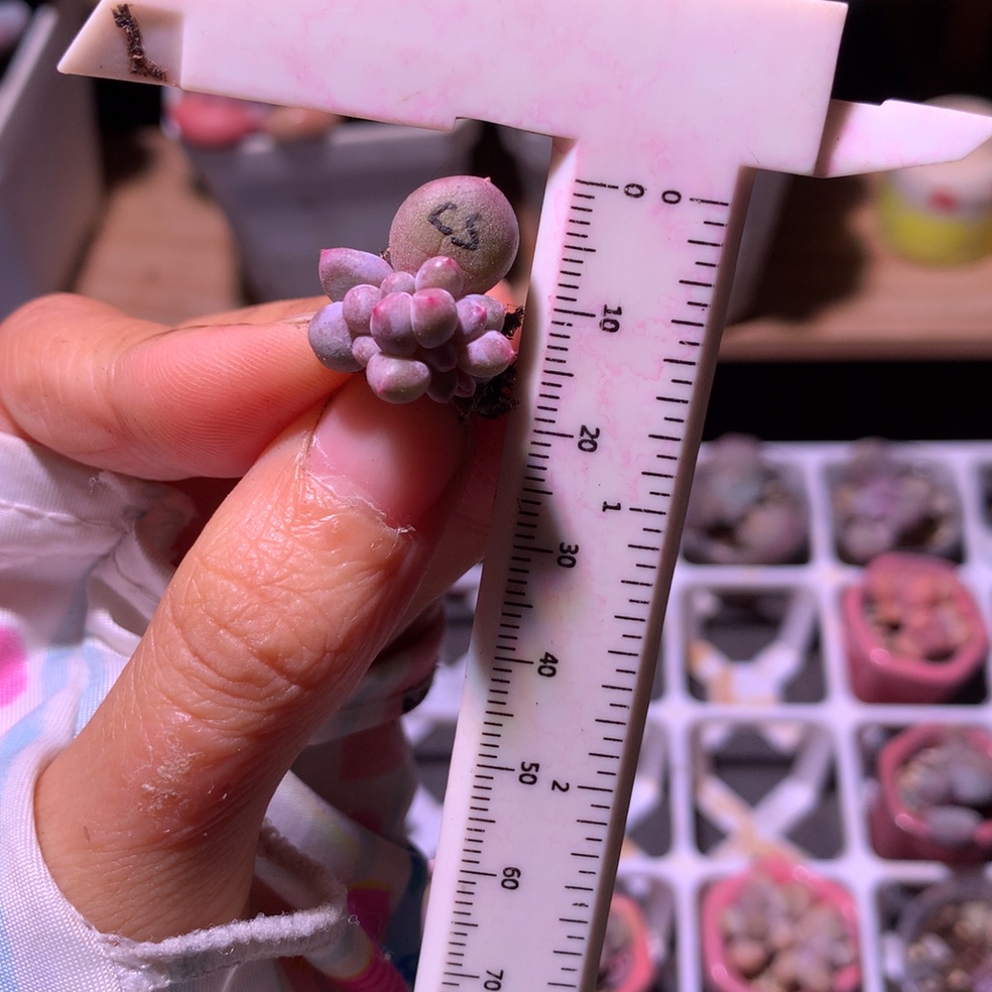 有锦基因彩虹奶酪