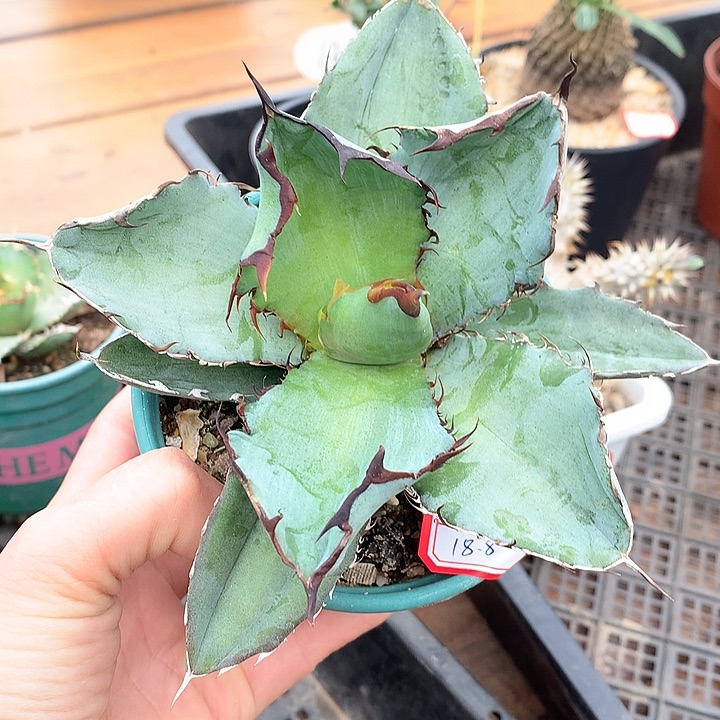 242蓝鲸666666666666