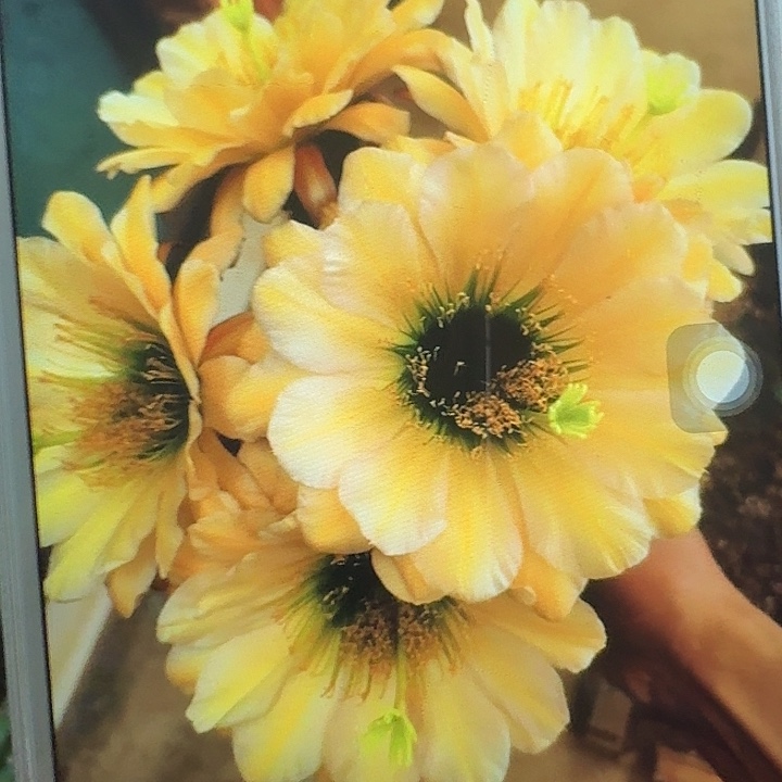 绿眼睛侧芽5公分毛花柱