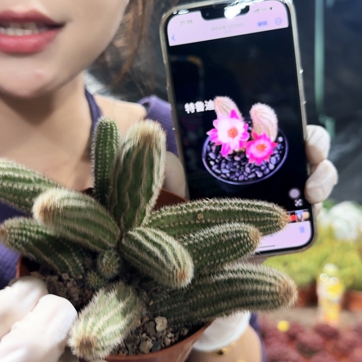 特鲁迪11111111111111