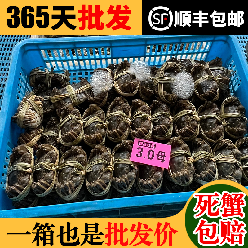 【活蟹母蟹】江苏大闸蟹2.8-3.1两母蟹8只装现货鲜活大闸蟹顺丰包邮