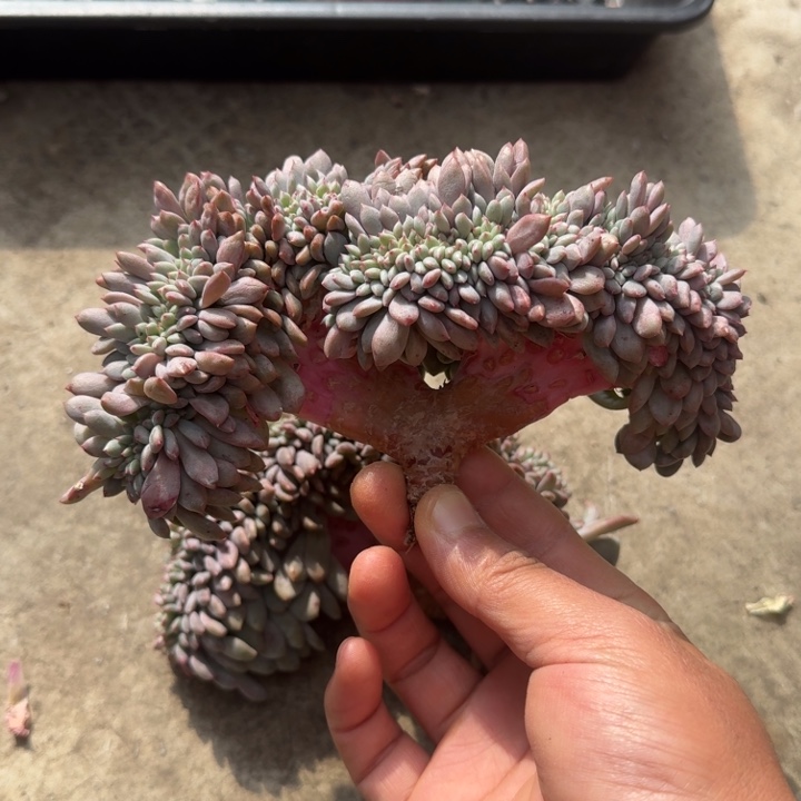 Z***o多肉植物叶插爱丽儿树缀