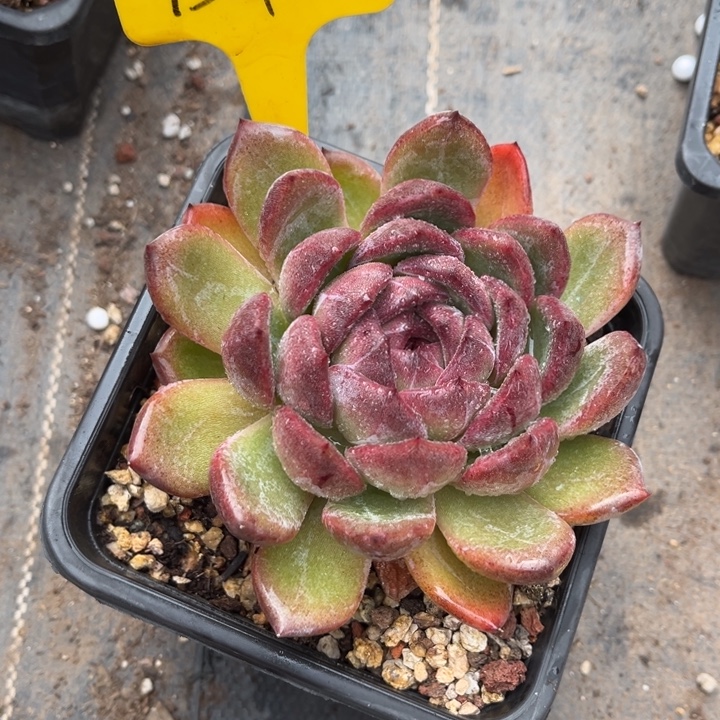 1511 000001多肉00000000