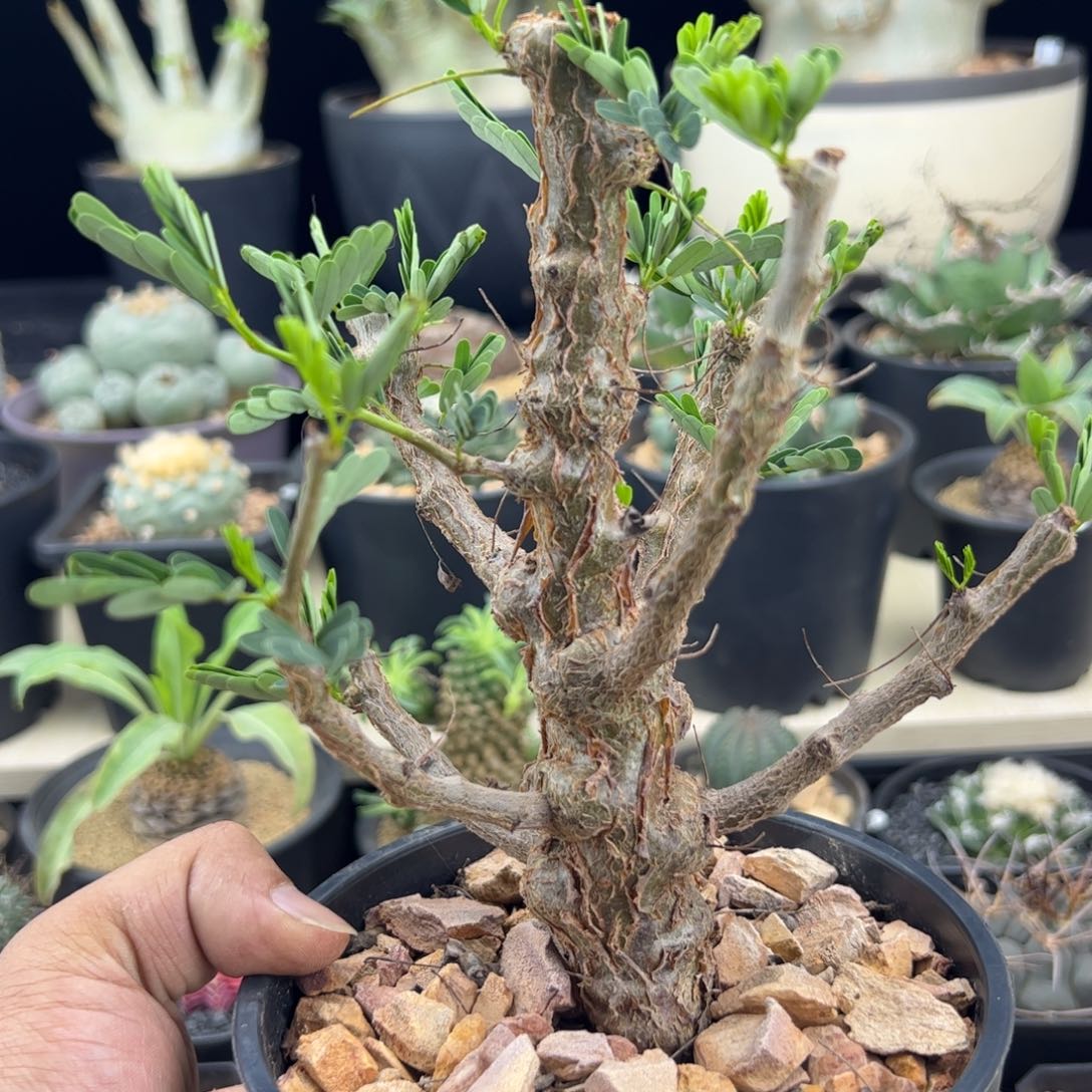 沙漠苏木一物一拍默认脱土发