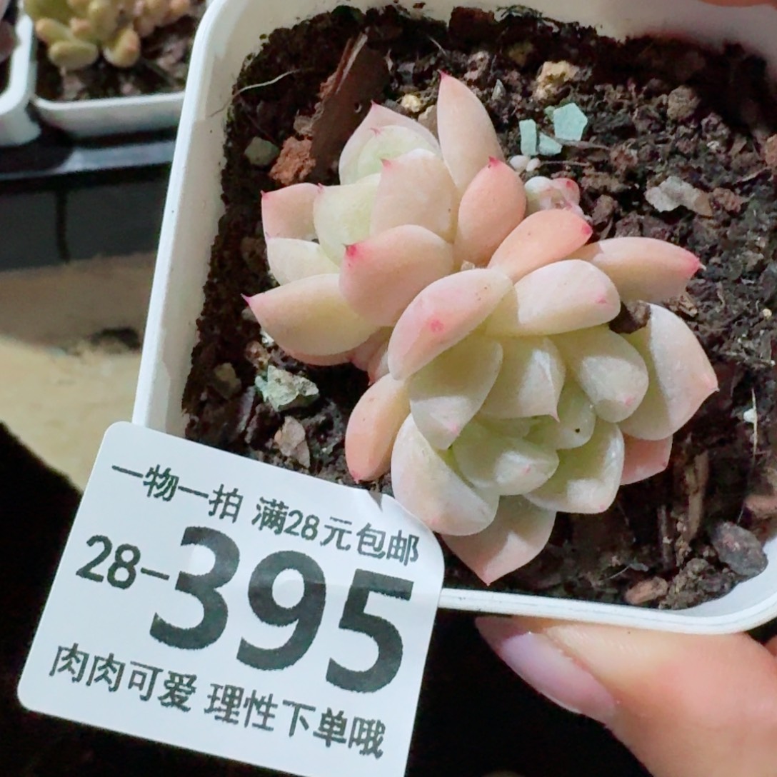白泽多肉多肉无盆土发货无