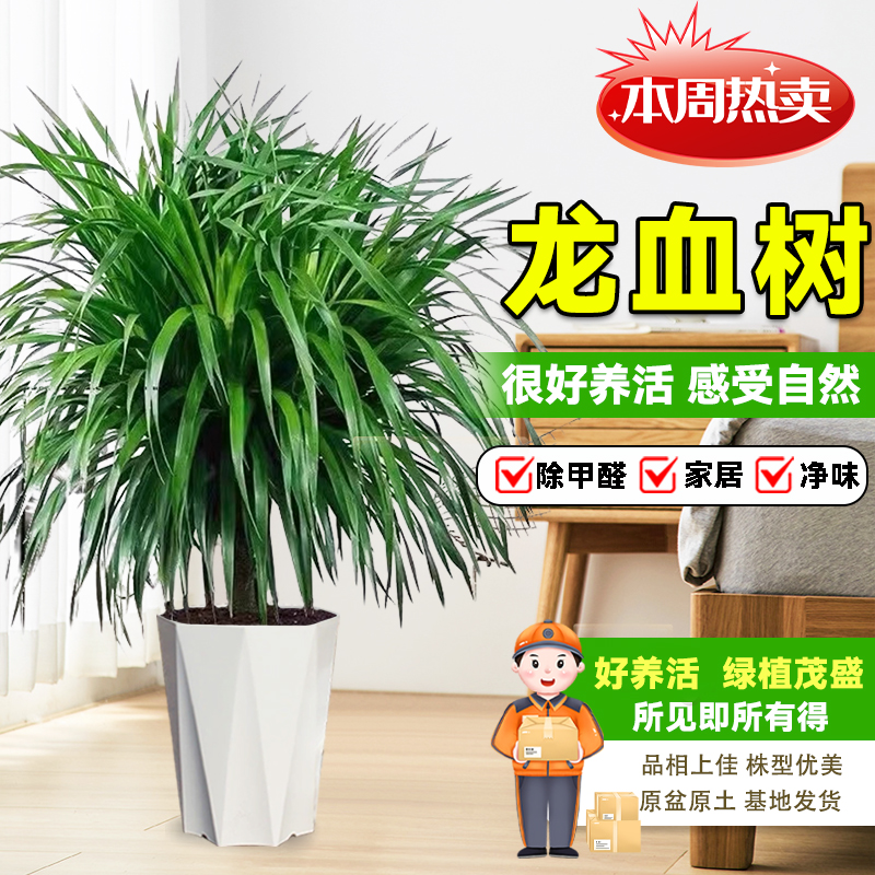 【带钻石盆种好】80-90cm龙血树水培植物龙须树绿植