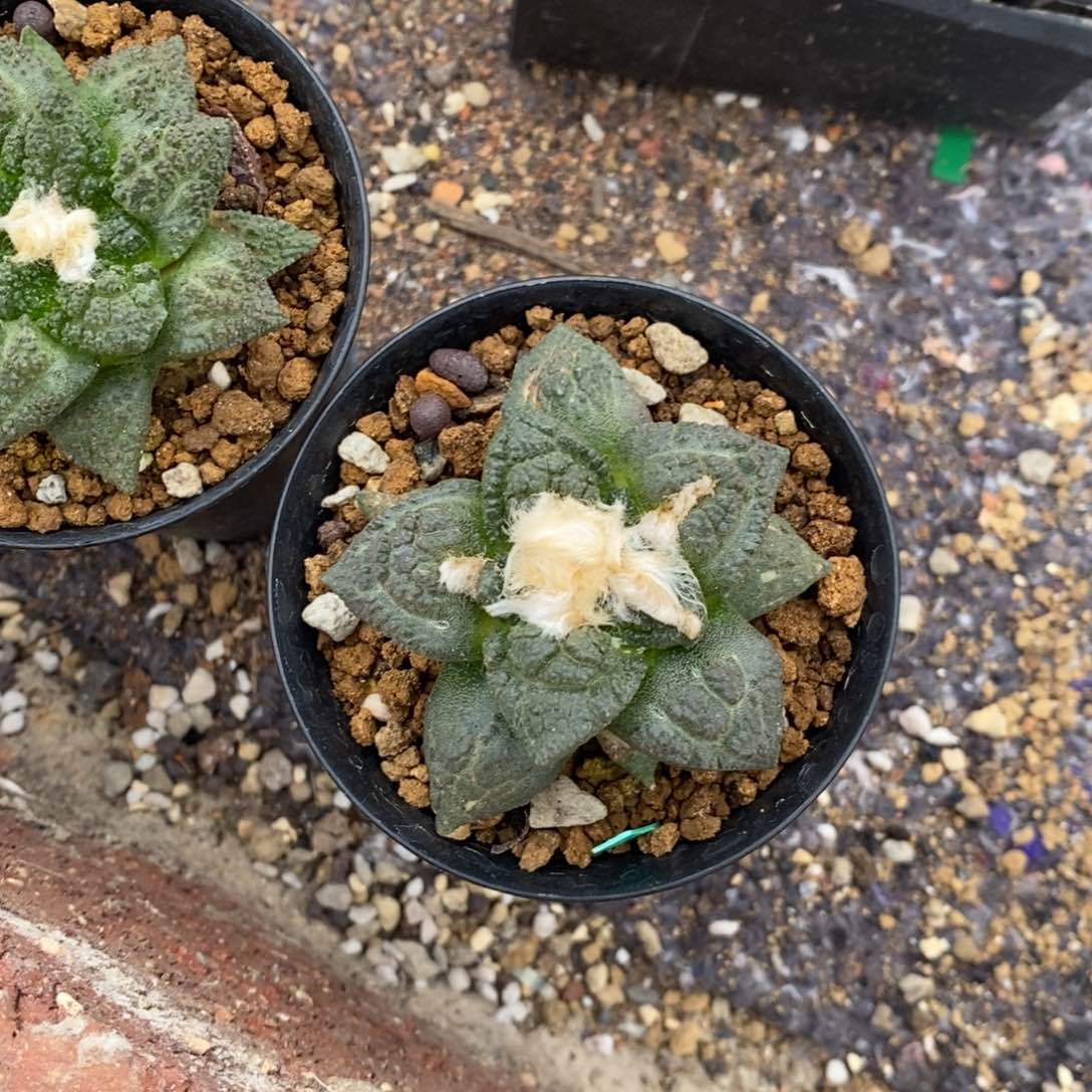 实生龟甲3颗5公分左右