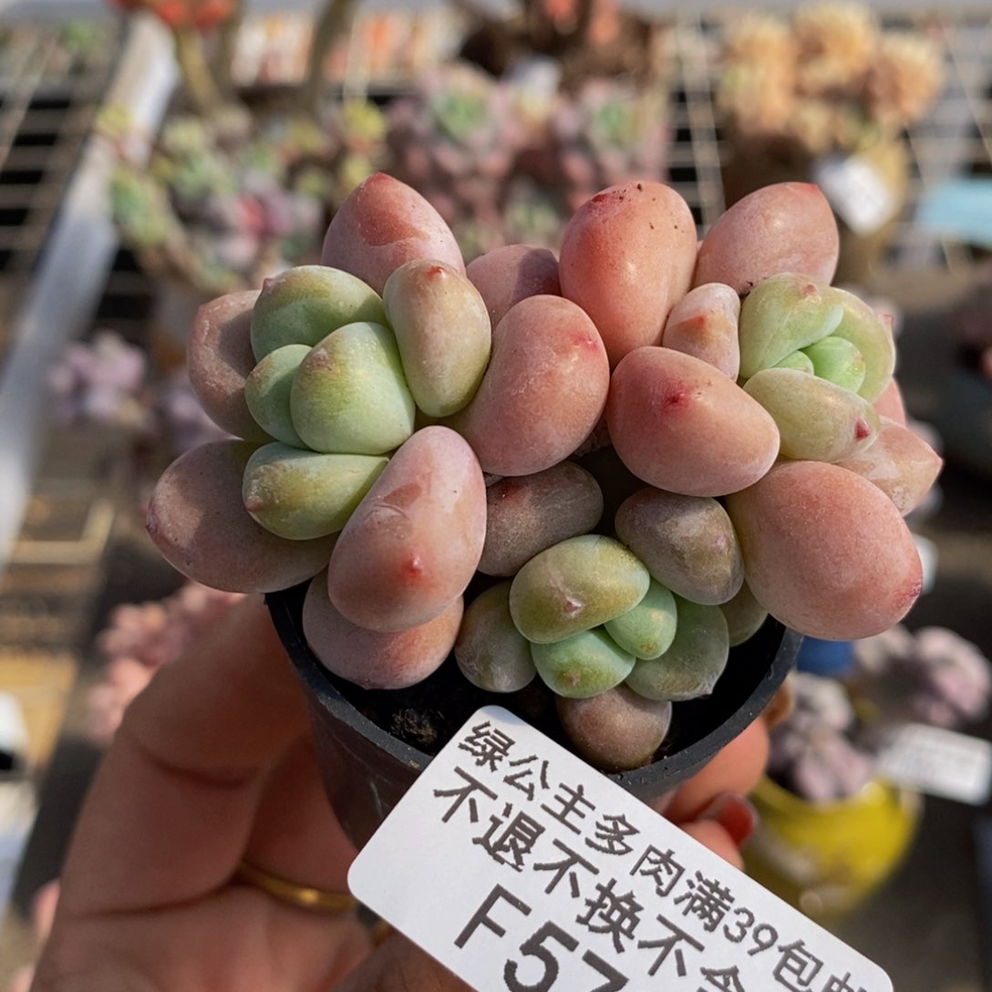 樱花洛神570/4c m