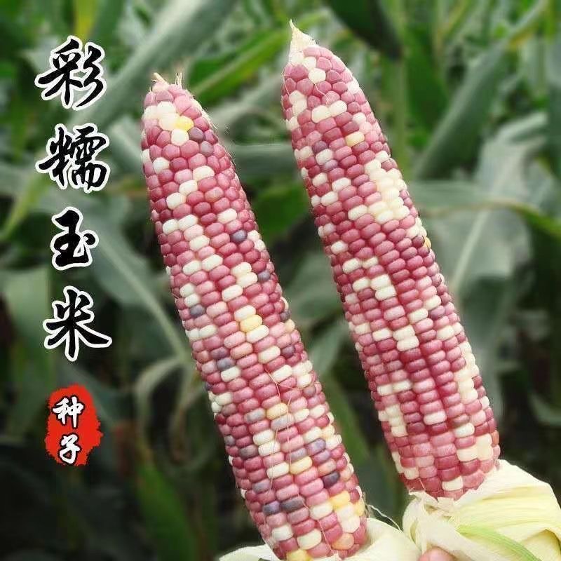 彩甜糯玉米种子玉米种籽甜糯彩糯大棒水果玉米甜玉米籽苞谷糯玉米