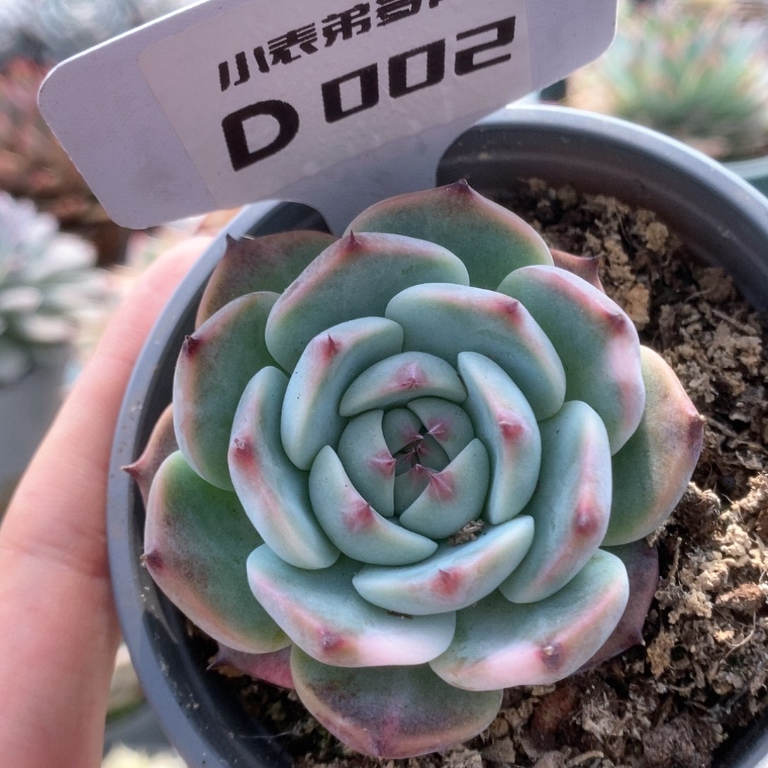 002锦锦锦锦锦锦锦