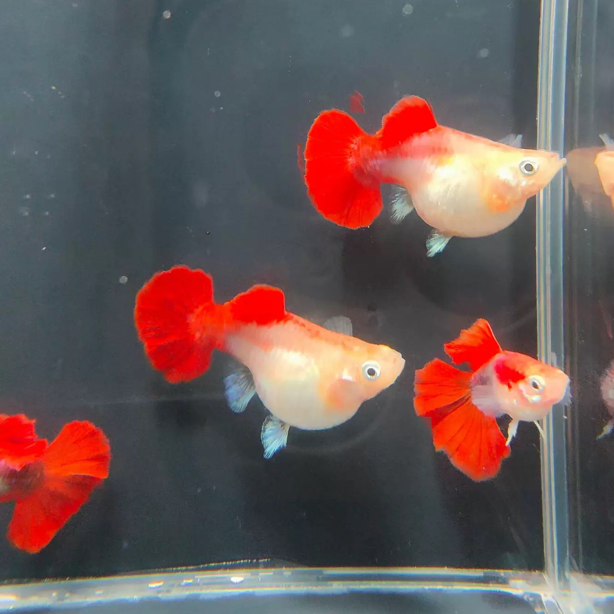 精品高端孔雀鱼球体鱼黄暴球体鱼小型鱼热带鱼观赏鱼热带观赏鱼