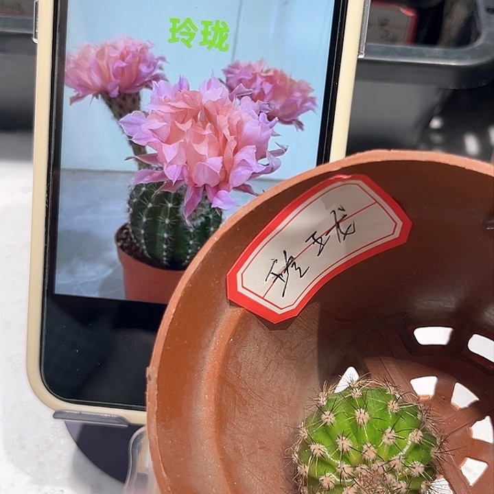 彩草玲珑侧芽2.5公分左右