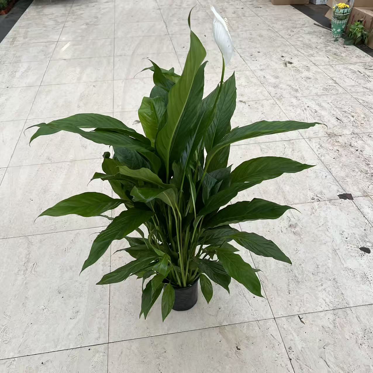 180银河大白掌盆栽