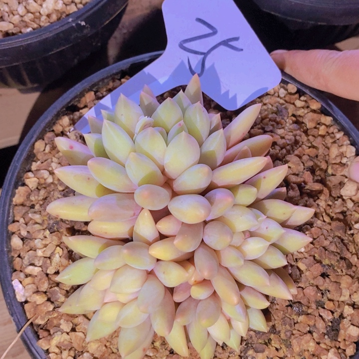 在家里面吃饭的吗