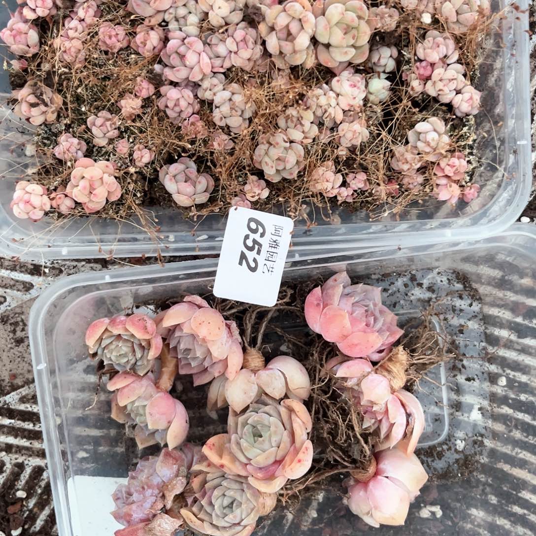 阿雅园艺。         652