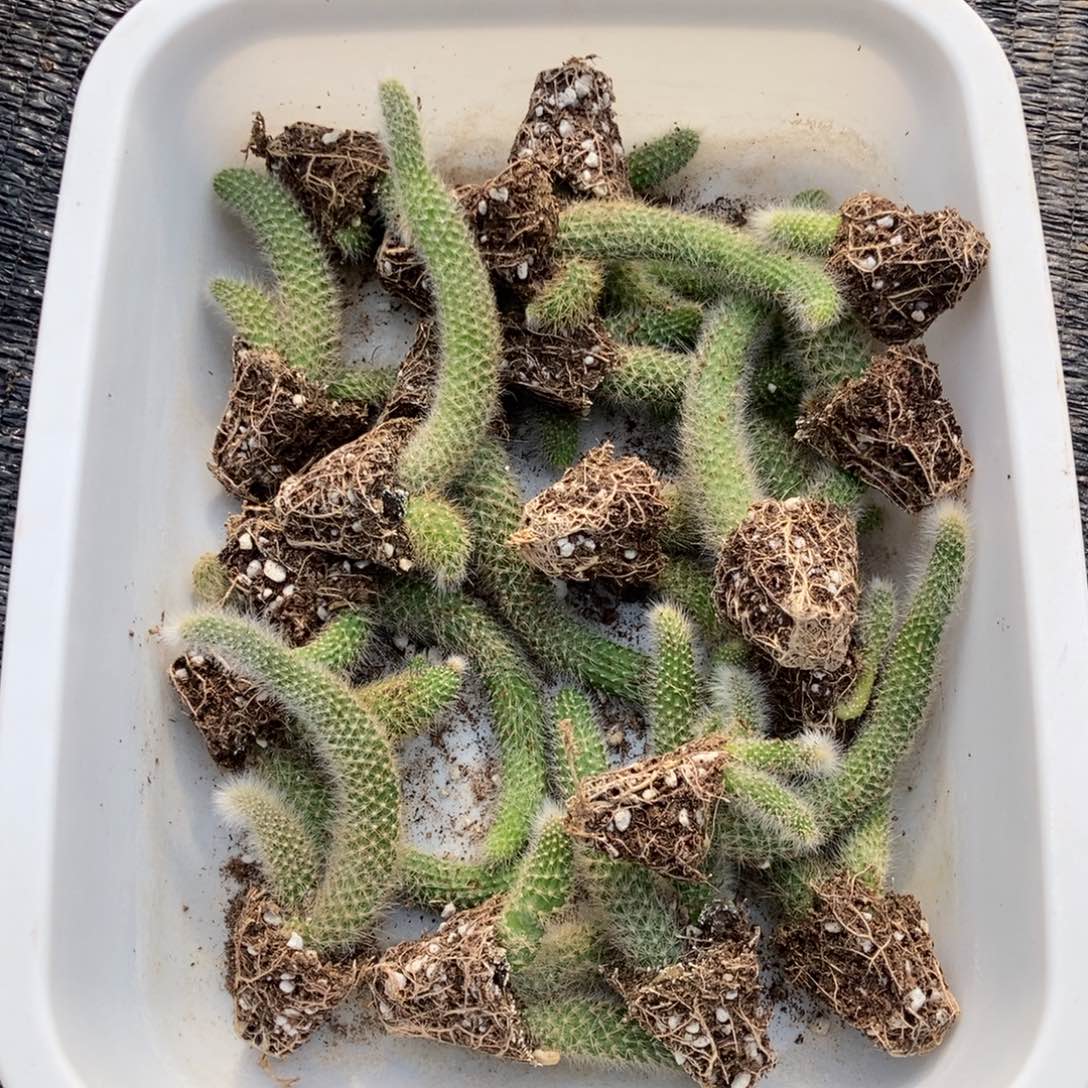 20颗小苗2尾起9.9发货