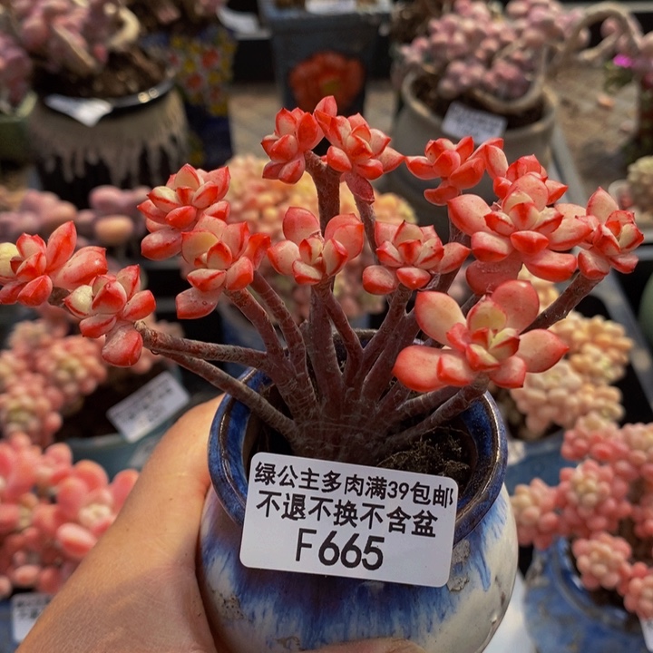 探戈缀有砍10cm665多肉植物