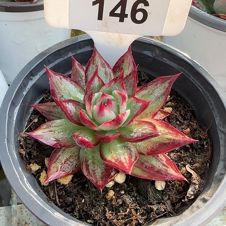 146 惊鸿仙子多肉植物6-9cm