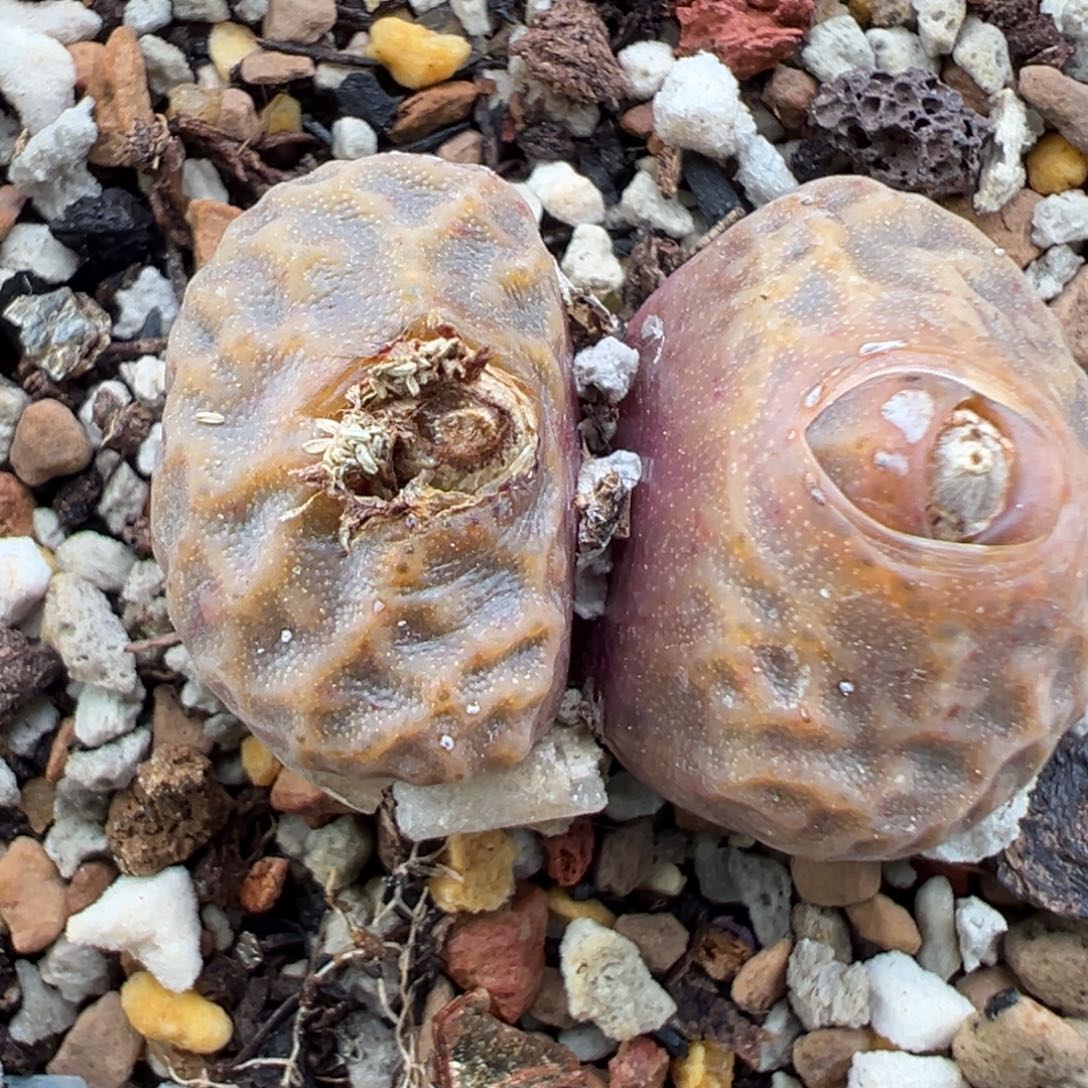 11.13好看的多肉脱土发货402