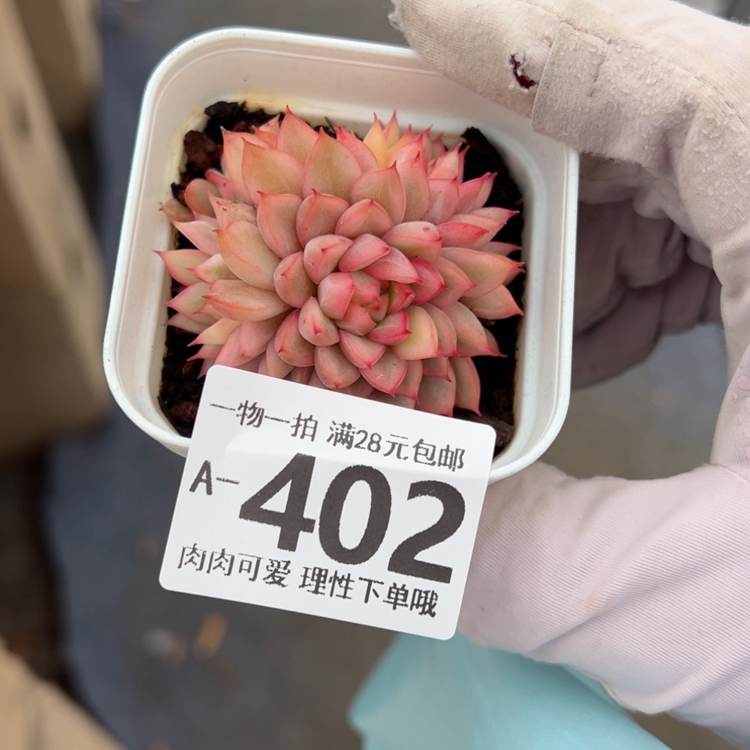 女雏锦多肉多肉多肉多肉