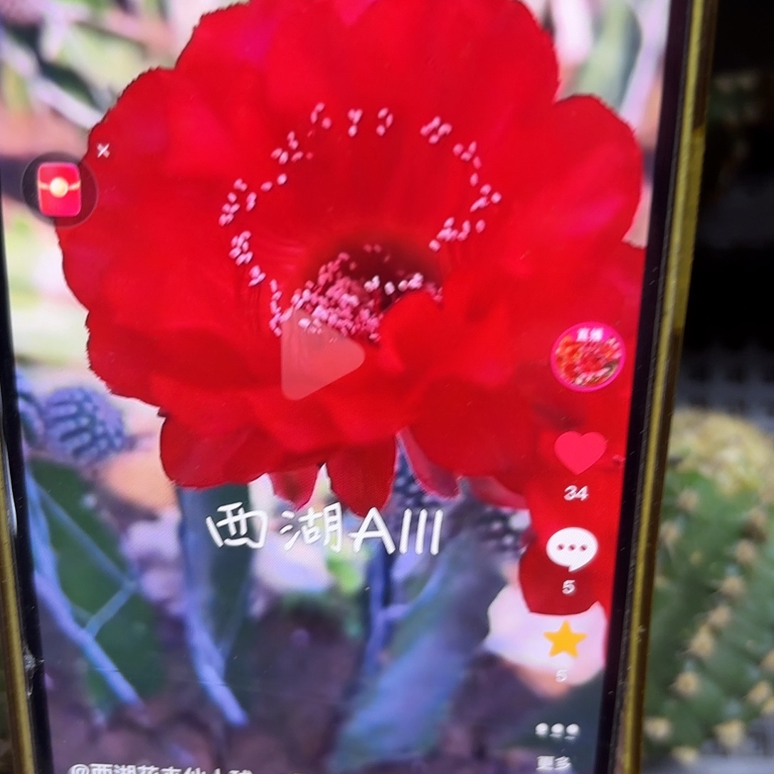 A111彩侧牙20包邮仙人球6