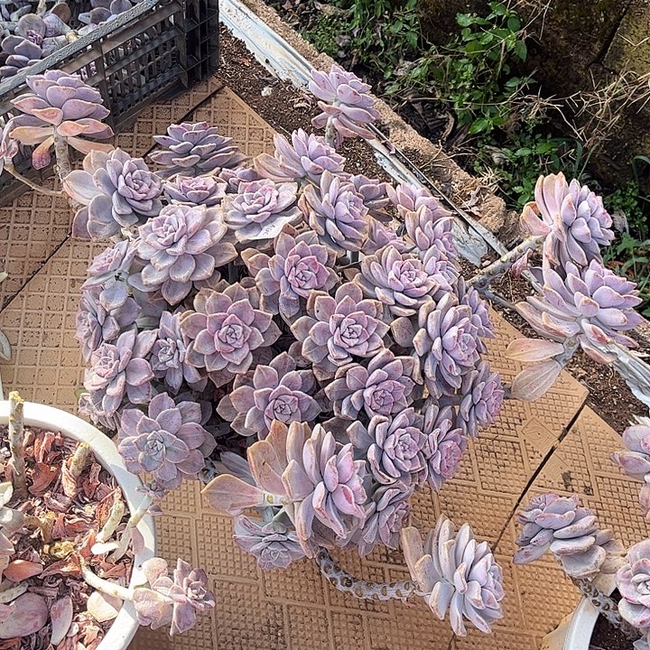 紫乐石化锦群，一物一拍