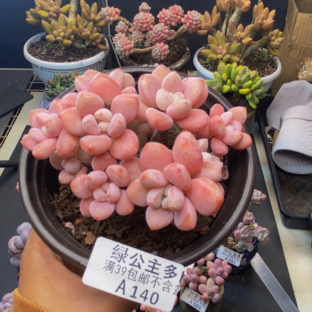 140樱花洛神多肉9c m