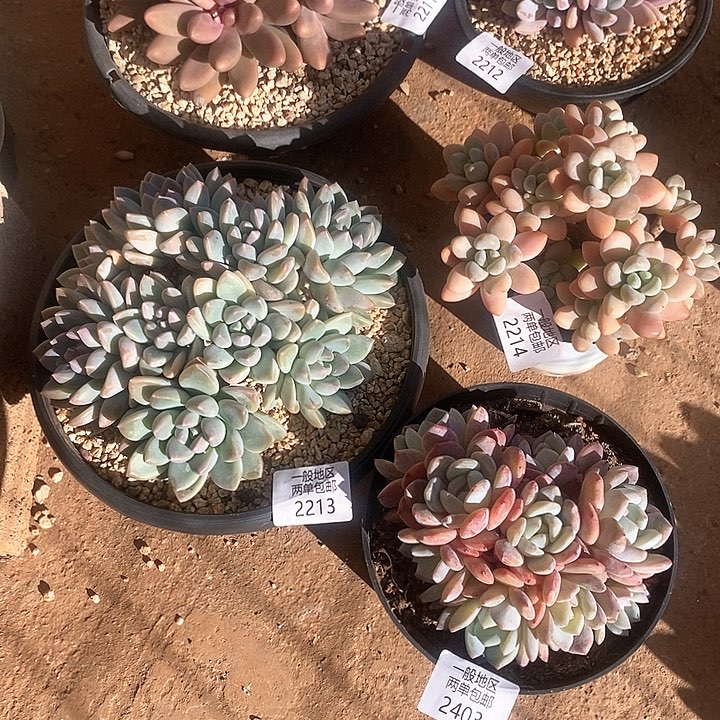 【闪购商品】我**鱼2211 2212 2213 2214 