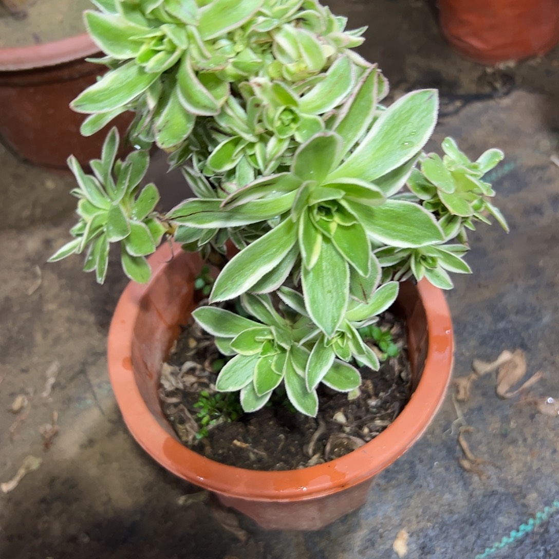 三***染多肉397植物大叶母本