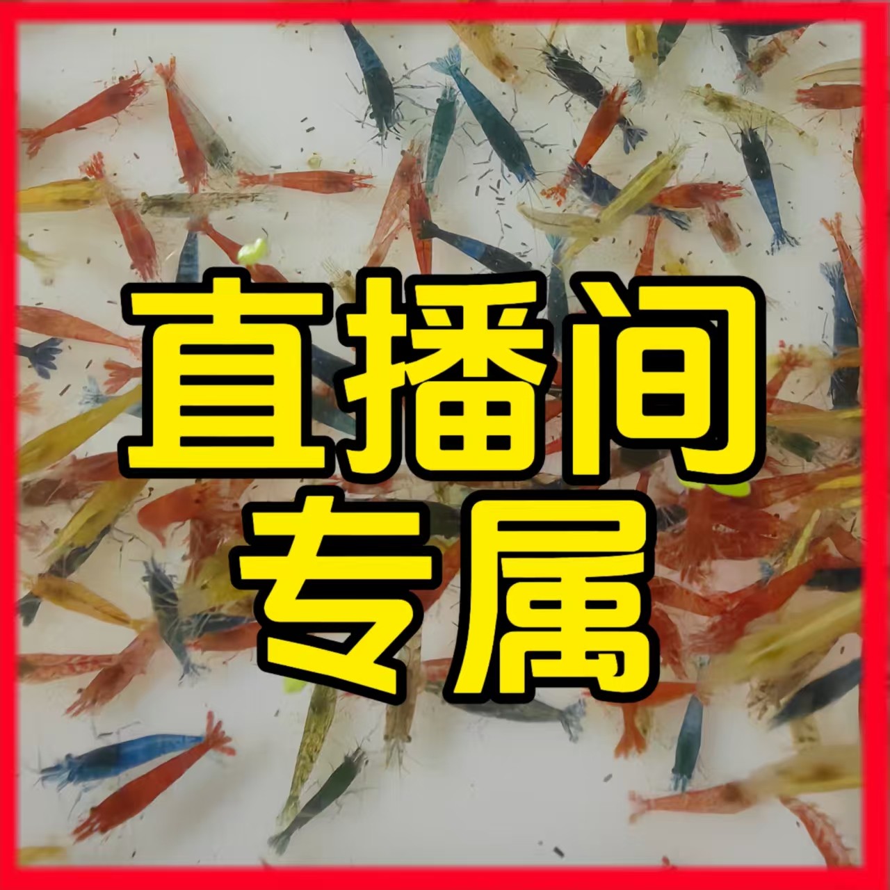 观赏冷水淡水好养除藻水草缸造景清洁黑壳虾樱花宠物工具虾一网捞