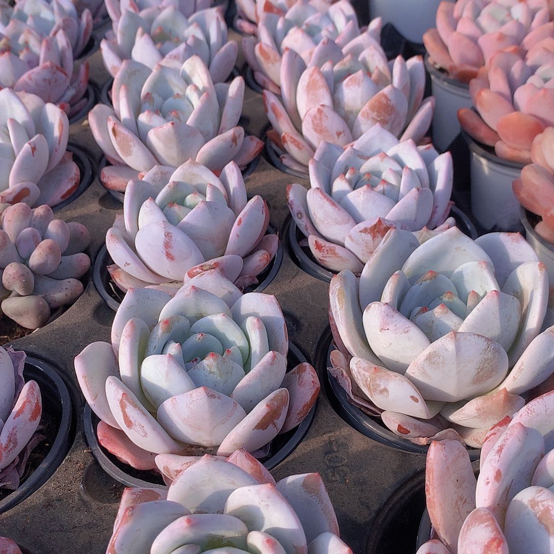 嫦娥仙子45678990000000