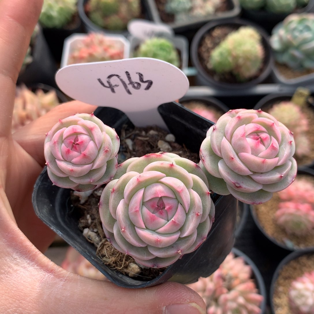 白芷珍妮3头群4763