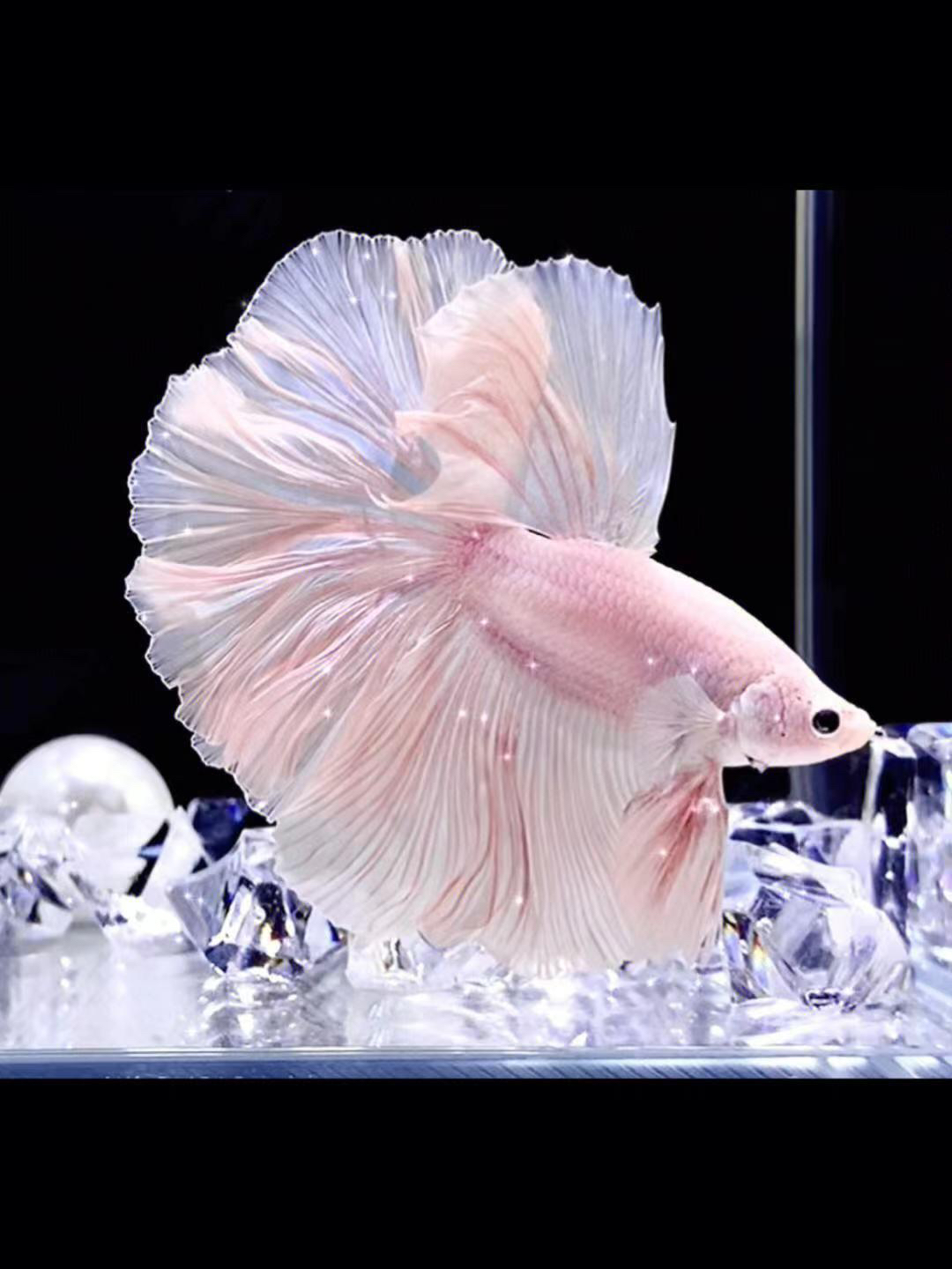聚缘水族直播间泰国斗鱼热带观赏鱼不包售后（随机送）